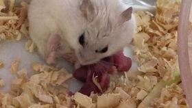 仓鼠生孩子的视频,温馨亲子时光大揭秘