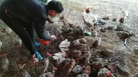 挖姜视频大全,探寻传统农耕文化的魅力瞬间