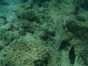 海洋鱼的视频大全,鱼儿畅游的视觉盛宴