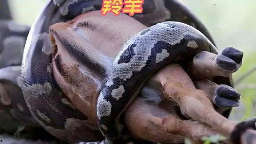 蟒蛇捕猎视频,惊心动魄的猎物追逐