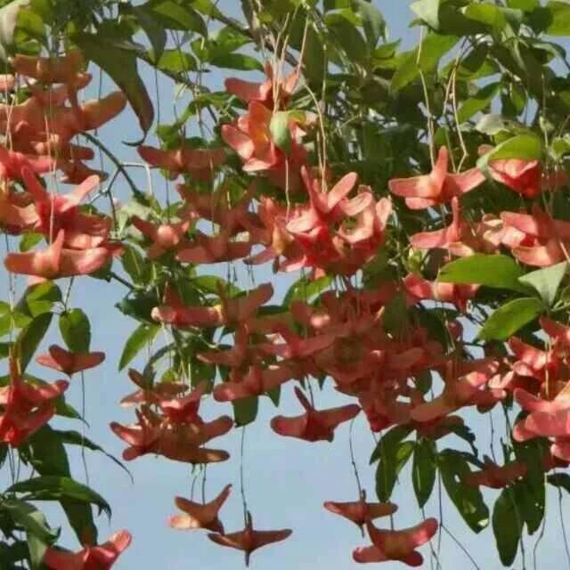 金丝吊蝴蝶嫁接视频,传承与创新之美