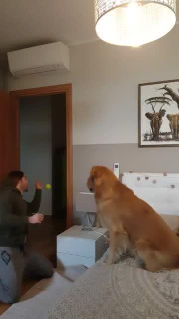 狗狗玩球视频,玩球视频集锦