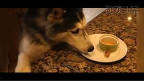 热成狗的动画视频,夏日炎炎，欢乐无限