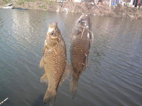 秋天钓鲫鱼视频,跟随视频教程捕捉肥美鲫鱼