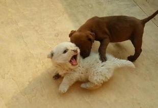 小比特犬咬小土狗视频,一场力量与勇气的较量